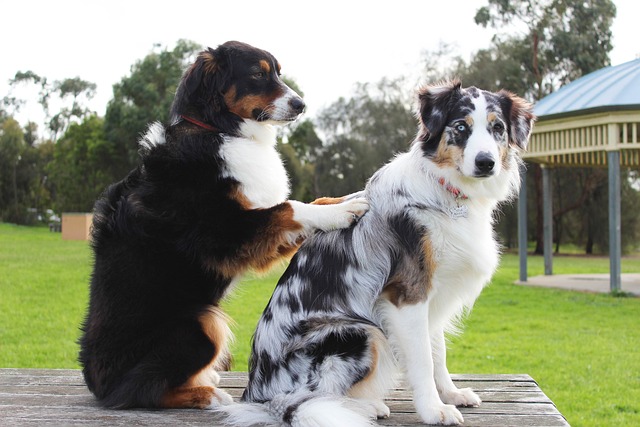 Pamper Your Fur Baby with Proven, Innovative Paw4paws Dog Concierge Services
