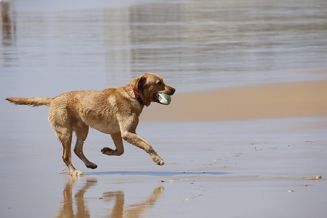 Healing Traumatized Dogs: A Comprehensive Guide by Paw4paws Groomers
