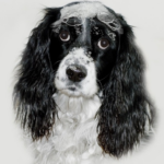 Mobile Dog Grooming Albury: Subscription Services for Consistent Canine Care