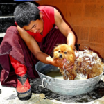 Paw4paws Dog Grooming Wodonga: Friendly Staff, Clean Environment