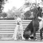 Paw4paws Oatmeal Shampoo: Soothing Sensitive Skin at Albury Dog Wash