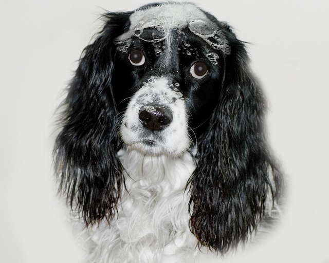 Trusted Paws4Paws Dog Concierge: Innovative Support for Successful Recovery