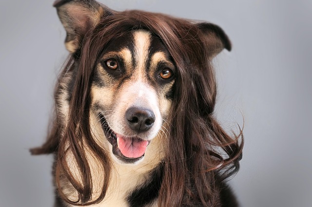 Natural Remedies & Professional Grooming Services for Smelly Dogs