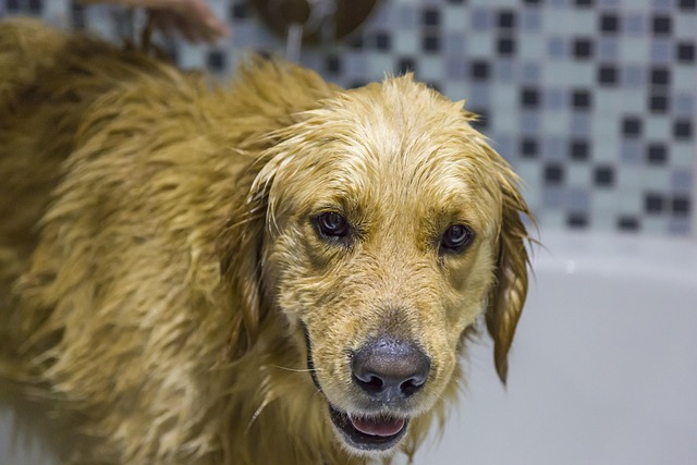 Trusted & Innovative Dog Groomer in Wodonga for Superior Canine Care