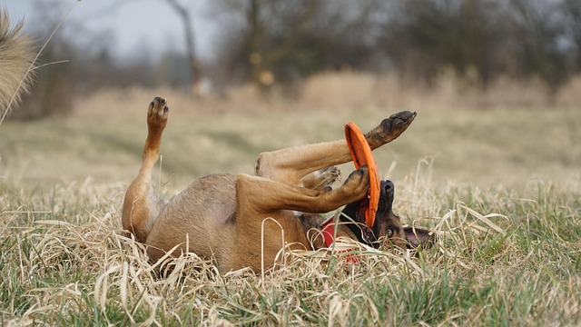 Trusted Dog Grooming Experts in Wodonga: Superior Care Near You
