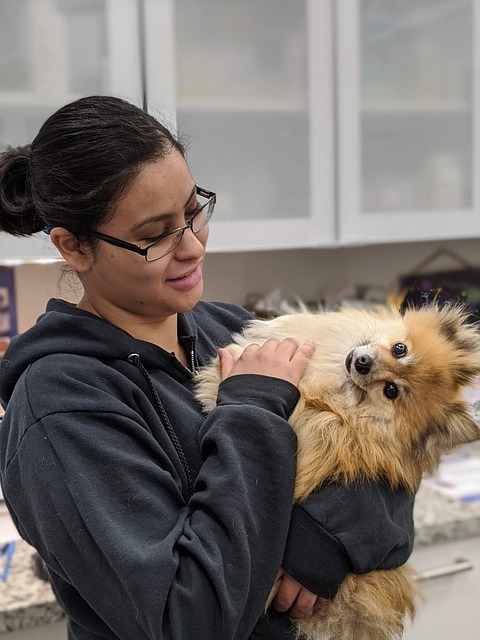 Professional Dog Grooming for Anxious Pets in Albury Wodonga