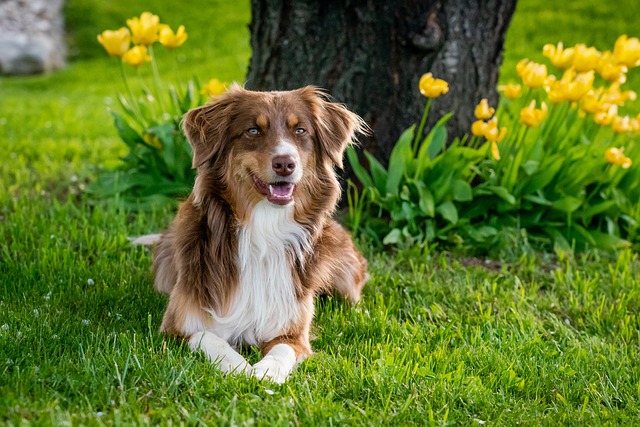 Paw4paws: Professional Dog Grooming’s Anal Gland Extraction Expertise