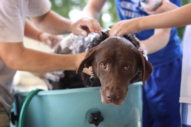 Top Mobile Dog Grooming Wodonga: Benefits and Best Services