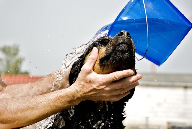 Best Dog Groomers Wodonga: Nurturing Your Pet’s Health and Happiness