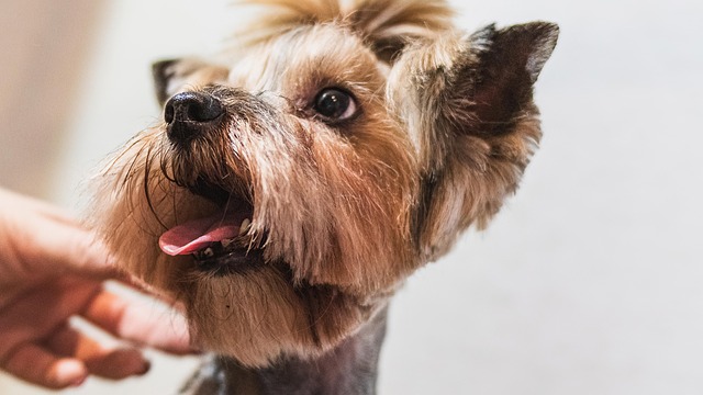Paw4Paws Albury Wodonga: Trusted Dog Grooming for Your Furry Friend