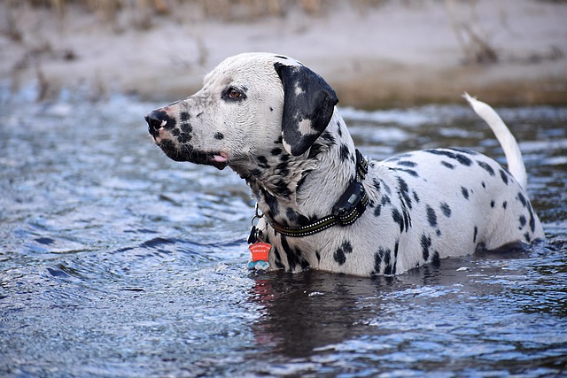 Paw4Paws: Grooming Senior Dogs with Patience & Care