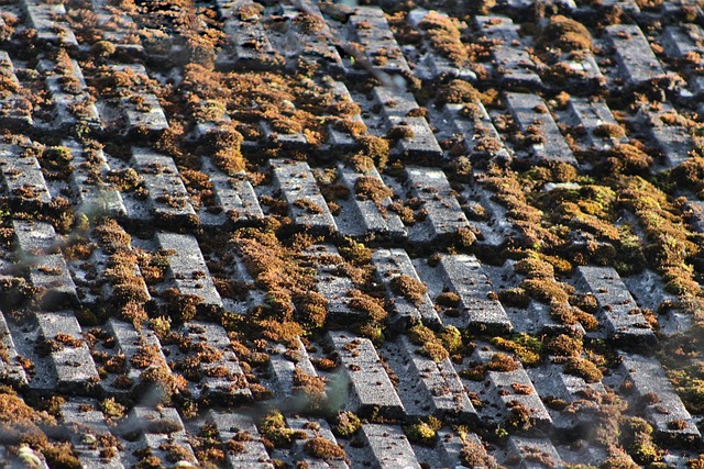 Steeline Bendigo: Pioneering Advanced Roofing Manufacturing Techniques
