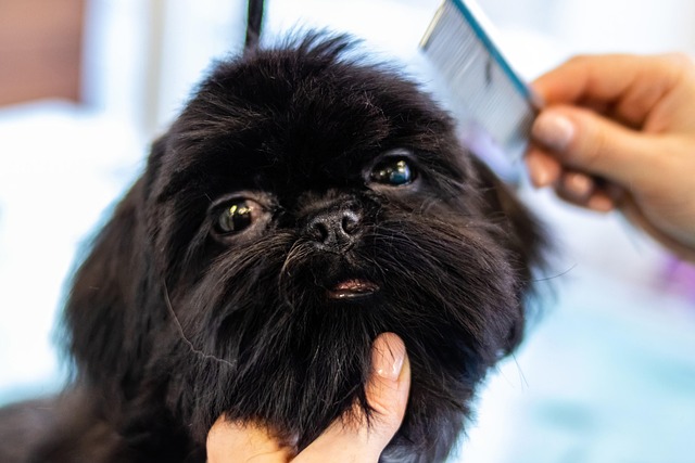 Albury Dog Grooming: Paw4Paws Offers Relaxing Full Body Trims
