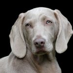 Natural Dog Odor Solutions: A Comprehensive Grooming Guide