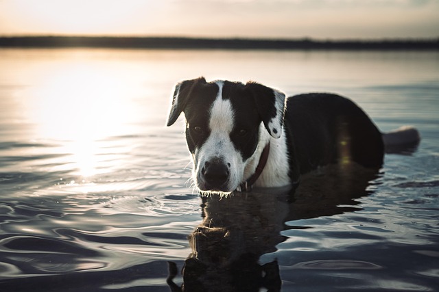 Oatmeal Shampoo for Dogs: Relieving Itchy Skin with Paw4Paws Grooming