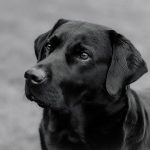 Paw4Paws: Expert Flea & Tick Control Through Dog Grooming