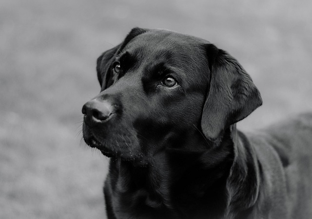 Paw4Paws: Expert Flea & Tick Control Through Dog Grooming
