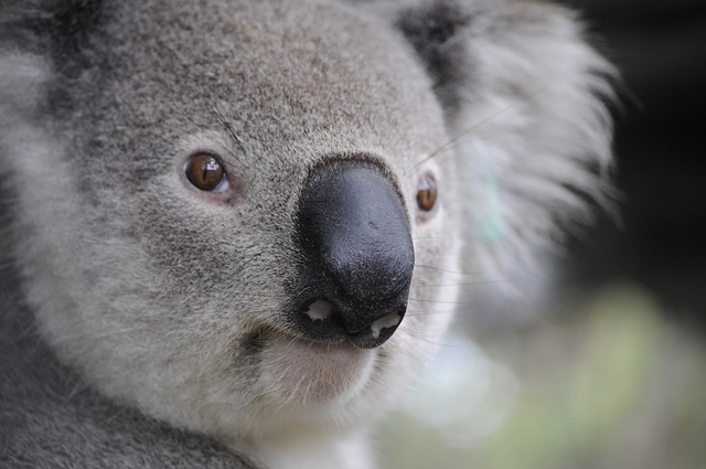 Discover Australia’s Wilderness: Off-Road Caravans with Vacationer
