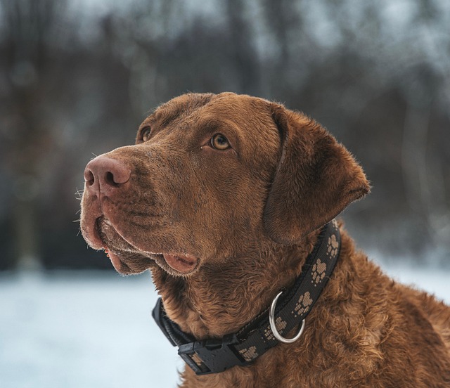 Paw4paws: Albury Wodonga’s Solution for Dog Skin Health through Medicated Shampoos