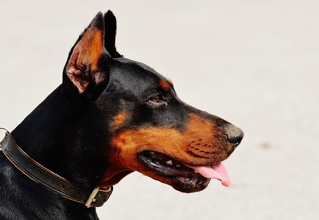 Top Mobile Pet Groomers Near Wodonga: Focus on Your Furry Friend’s Needs