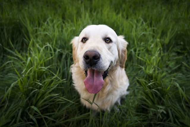 Trusted Dog Shampoo & Hypoallergenic Treatments: Proven Relief for Allergies
