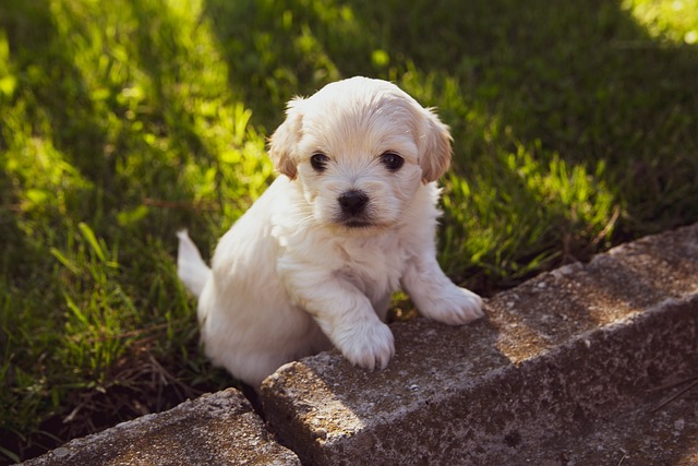 Paw4paws: Trusted, Superior Dog Grooming with Efficient Booking and Prompt Service