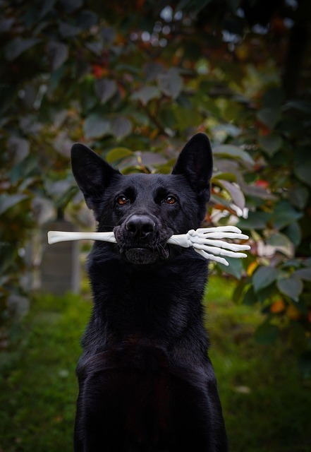 Revolutionize Pet Care: The Rise of Blowout Services for Your Furry Friend