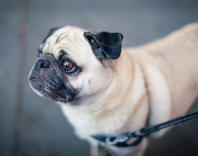 Paw4Paws Grooming: Seasonal Care for Summer & Winter Coats