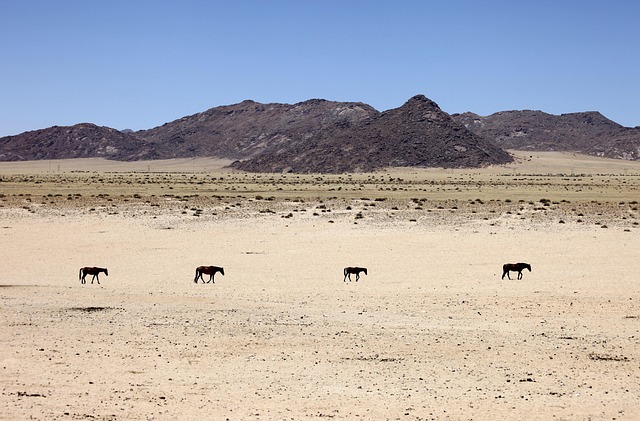 Australian caravans