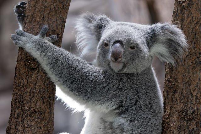 Australian home listings