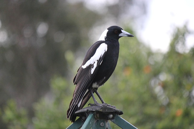 Australian home listings