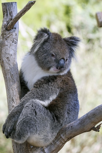 Australian made