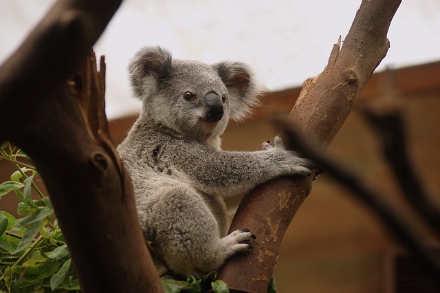camping-in-australia-640x480-23361833.jpeg