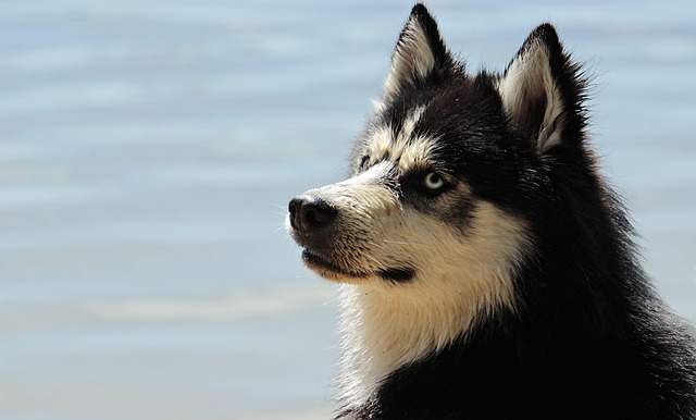 dog caring