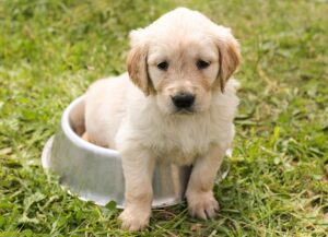 Superior Paw4paws Grooming: Innovative Techniques for Stress-Free Pets