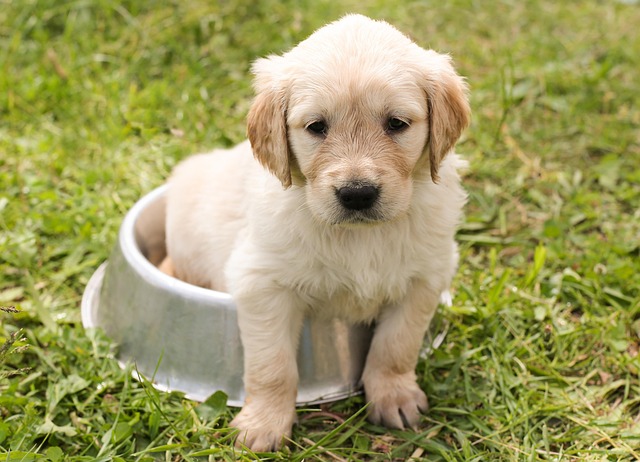 dog-caring-640x480-56969846.jpeg