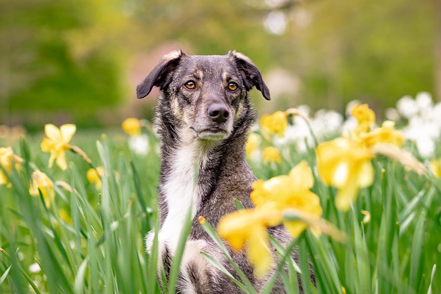 dog caring