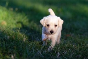 Paw4paws Dog Concierge: Trusted, Superior Pet Care Services Proven to Optimize Results