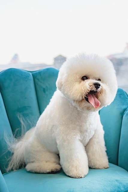 dog groomers