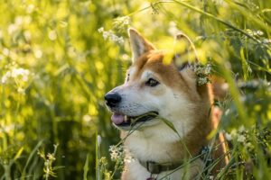 dog-groomers-640x480-47073714.jpeg