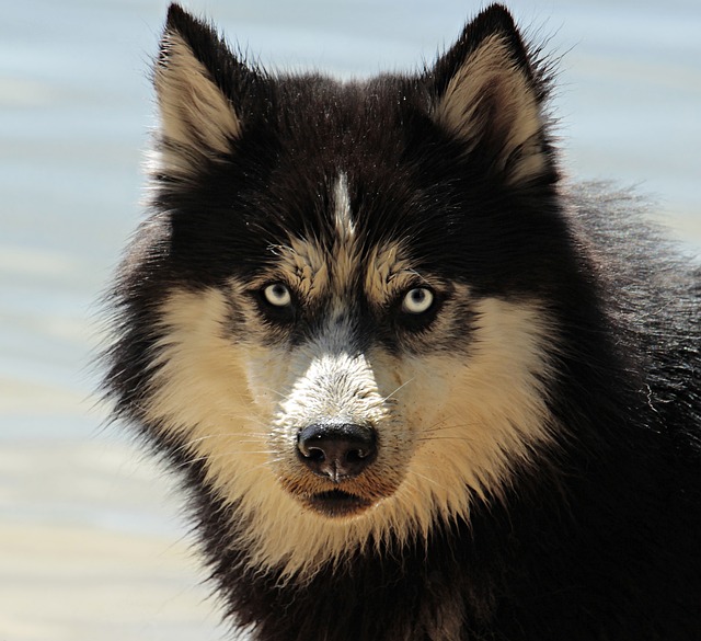 dog grooming