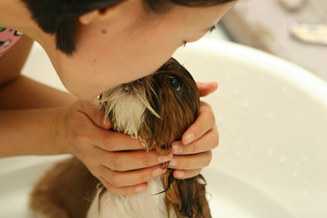 dog grooming