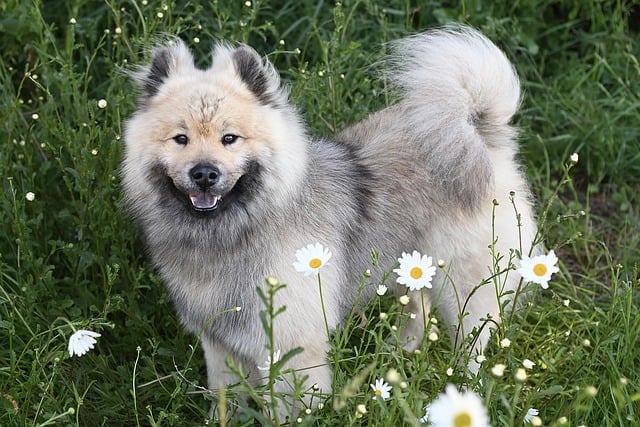 dog grooming