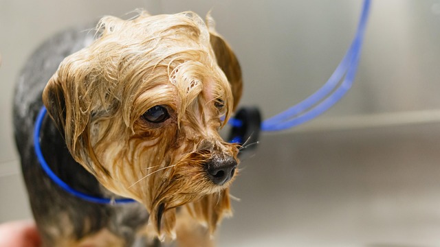 dog grooming
