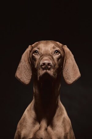 dog-grooming-640x480-83916120.jpeg