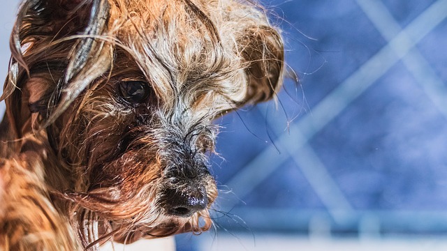 dog-grooming-640x480-94226573.jpeg