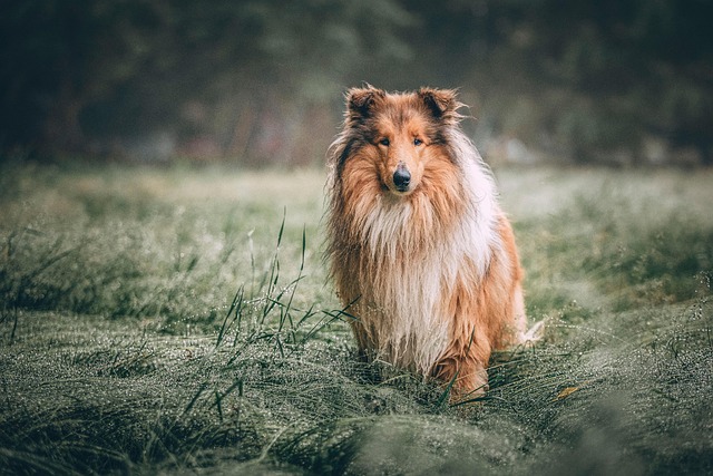 dog grooming