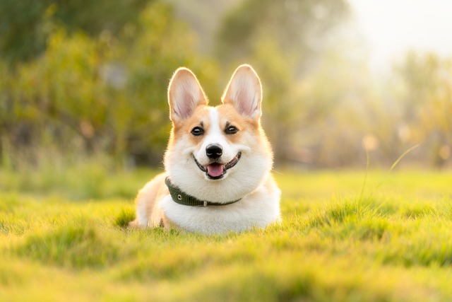 dog grooming services