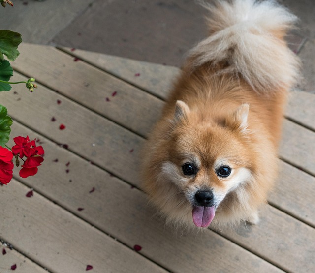 dog grooming services