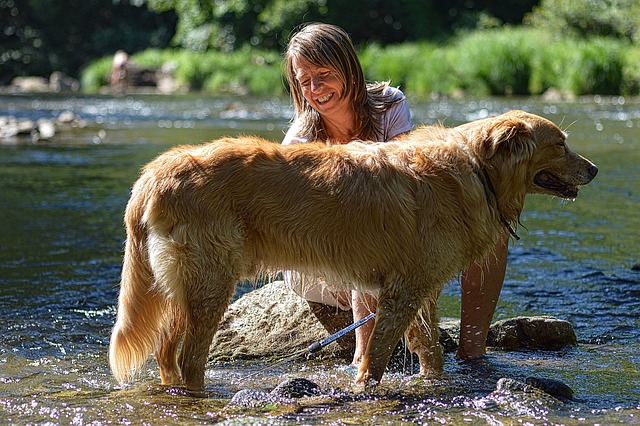 dog grooming services